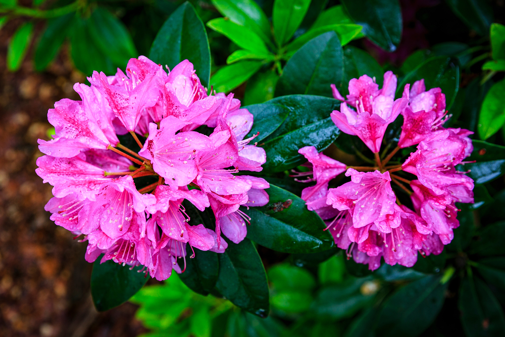 Pink coast rhododendron flowers growing outside
