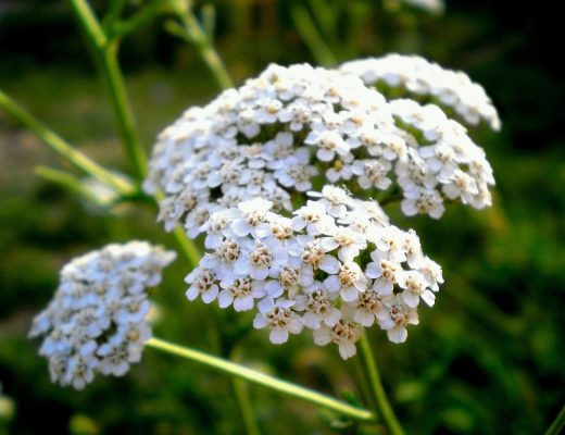 White yarrow flowers blooming outside