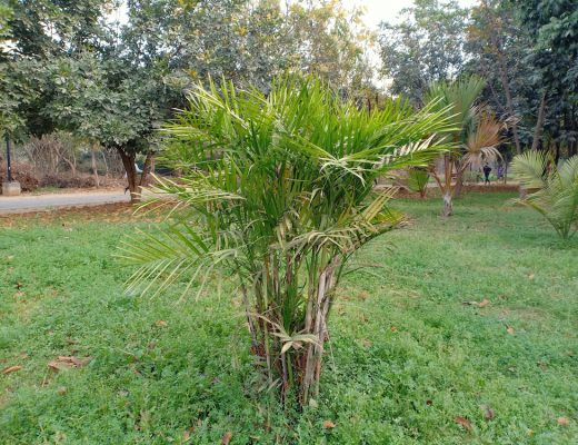 A cat palm tree growing outside