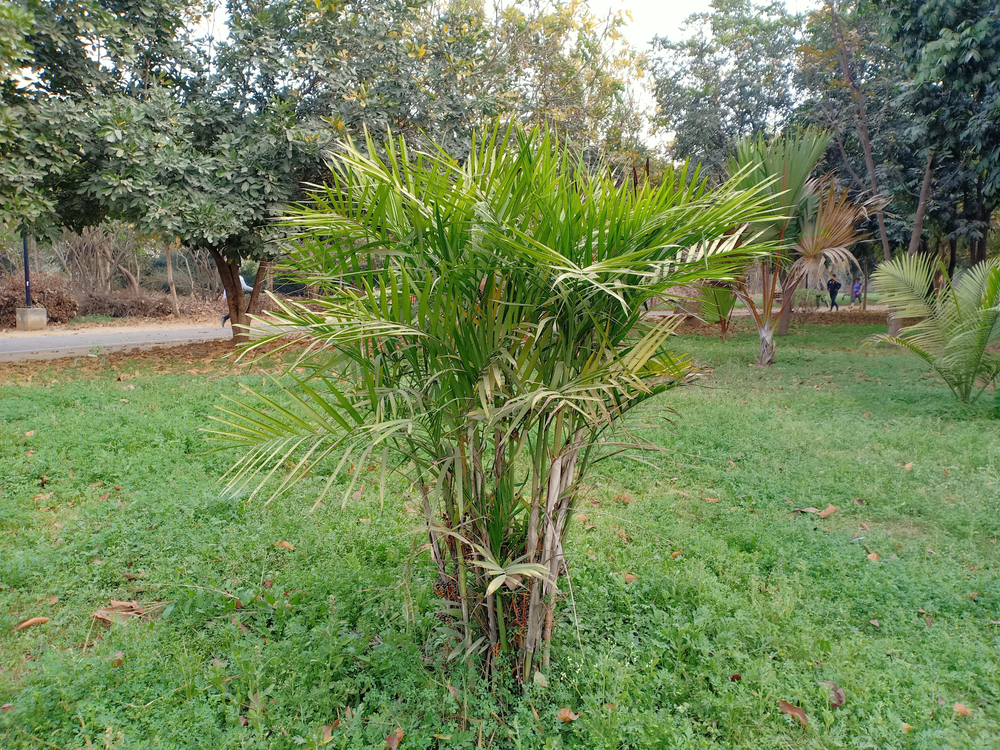 A cat palm tree growing outside