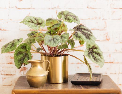 Potted rex begonia plant on a table.