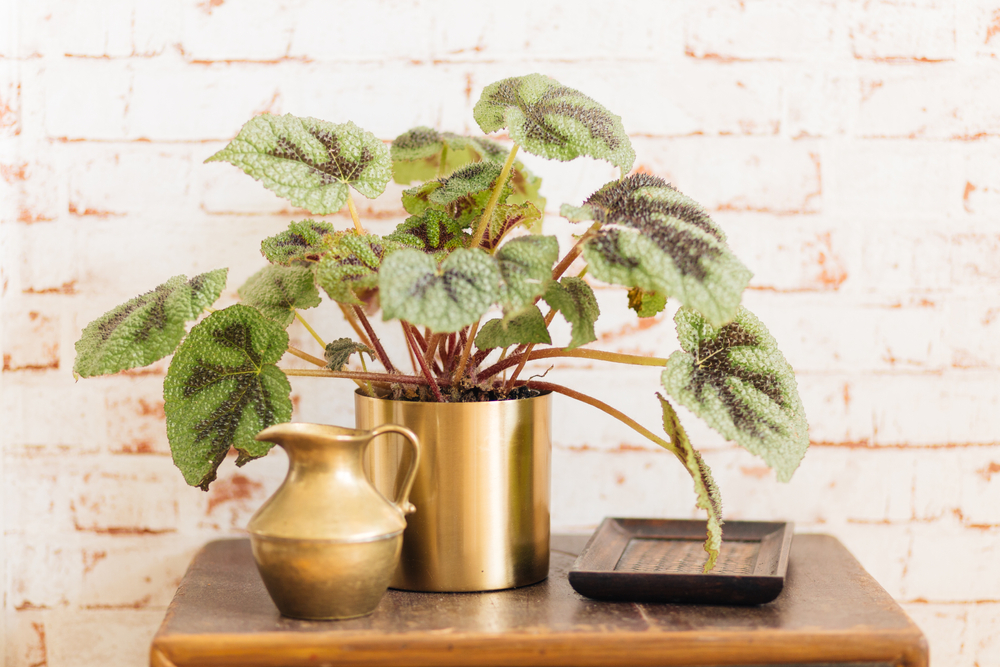 Potted rex begonia plant on a table.