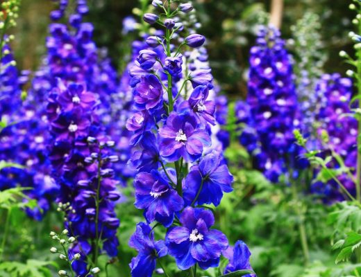 Violet larkspur/delphinium flowers growing outside