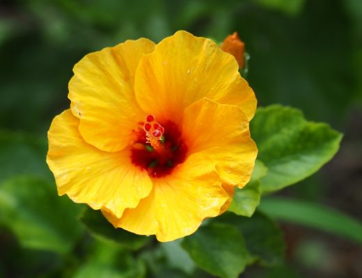 Close-up of a yellow hibiscus flower growing outside