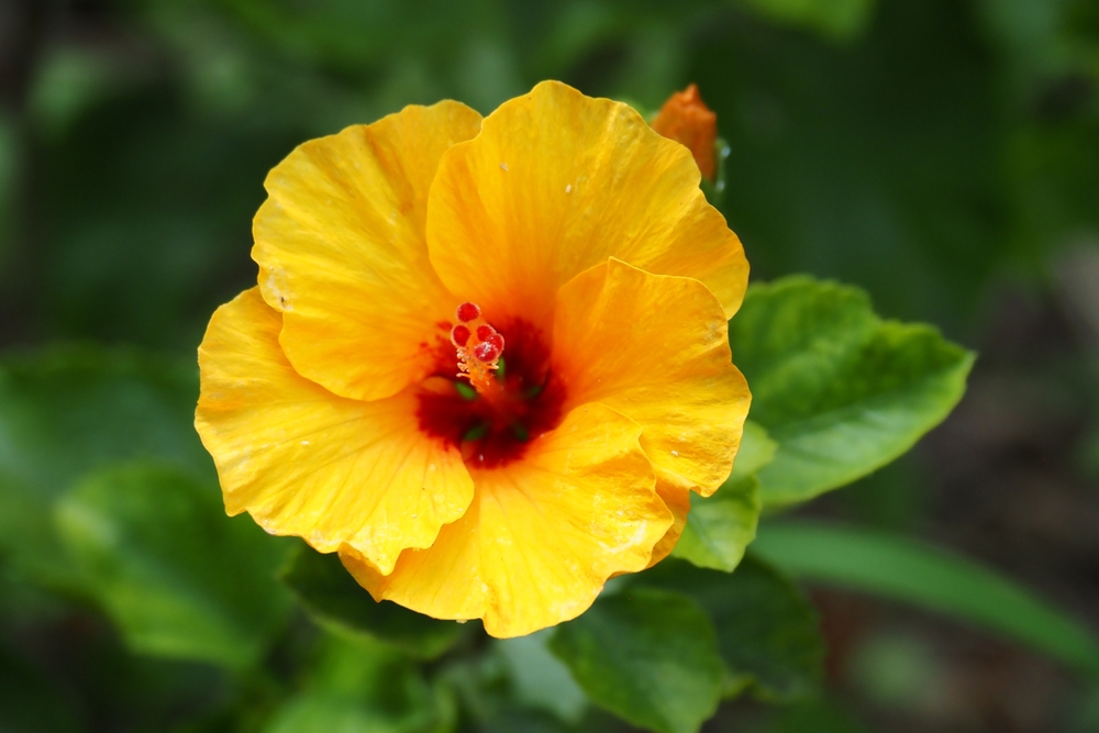 Close-up of a yellow hibiscus flower growing outside