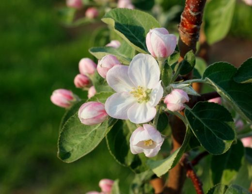 Close-up of an apple blossom flowering on a tree