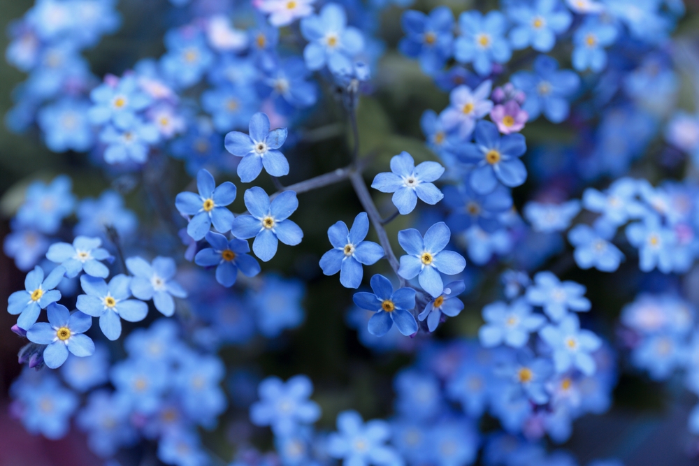 Small, blue forget-me-not flowers growing outside