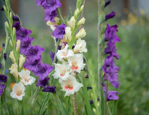White and purple gladiolus flowers growing outside.