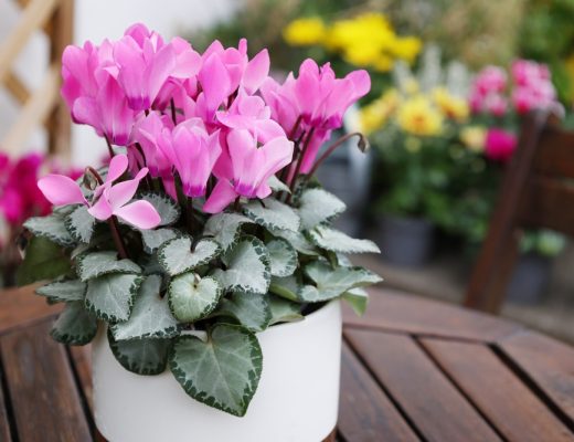 A pink cyclamen plant in a white pot on a wooden table outside
