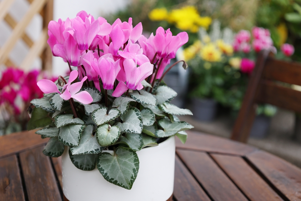 A pink cyclamen plant in a white pot on a wooden table outside