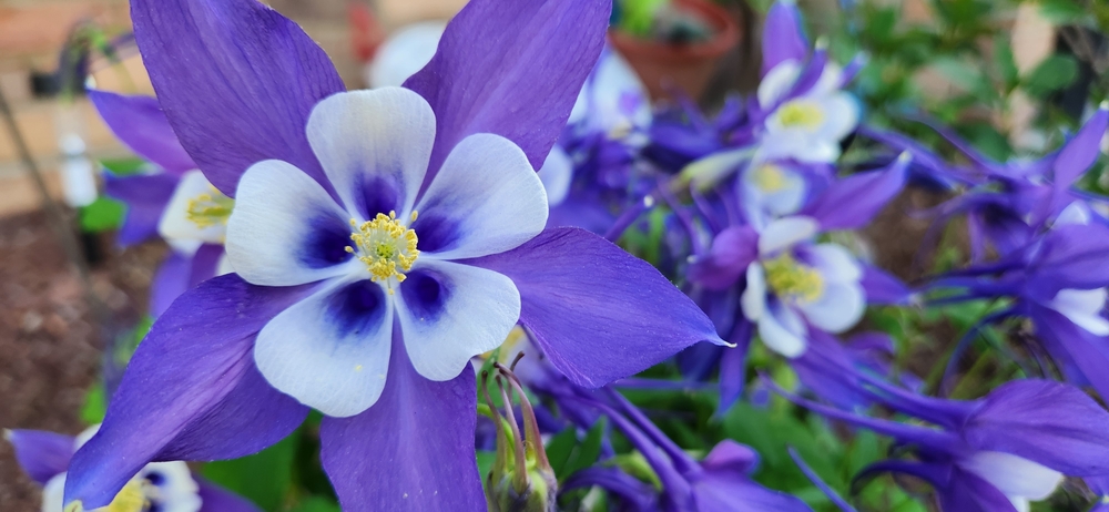 Close-up of a purple columbine flower growing outside