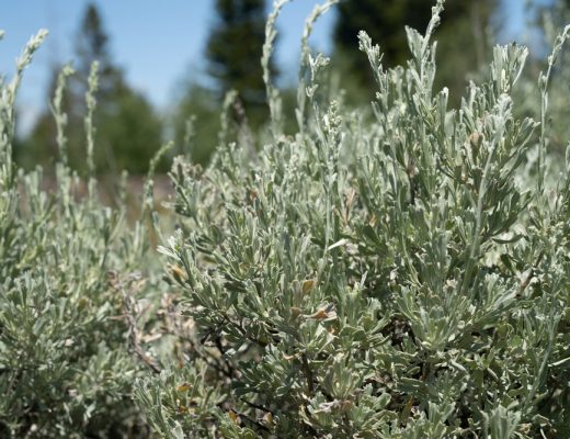 Big sagebrush bushes growing outside