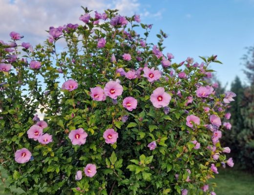 Pink hibiscus flowers growing on a green shrub.