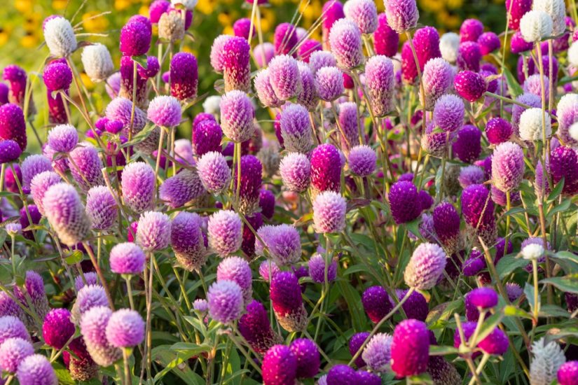 Rows of purple and pink globe amaranth flowers growing outside.
